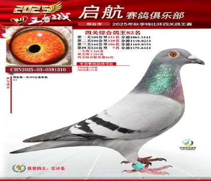 啟航四關(guān)鴿王82名