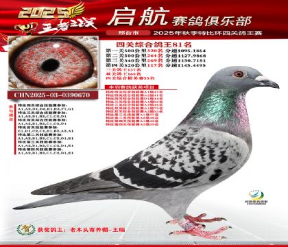 啟航四關(guān)鴿王81名