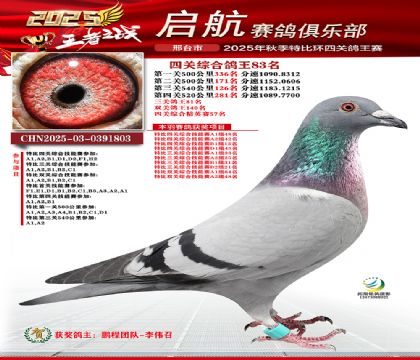 啟航四關(guān)鴿王83名