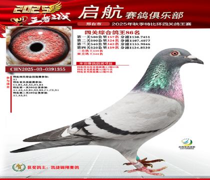 啟航四關(guān)鴿王86名