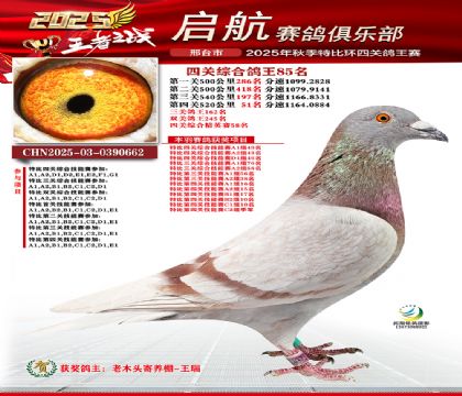啟航四關(guān)鴿王85名