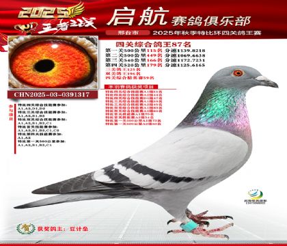 啟航四關(guān)鴿王87名