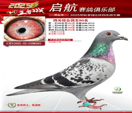 啟航四關(guān)鴿王90名