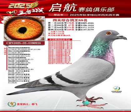 啟航四關(guān)鴿王88名