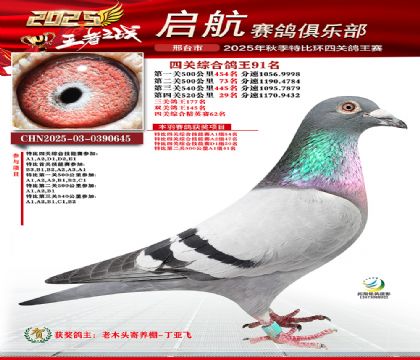 啟航四關(guān)鴿王91名