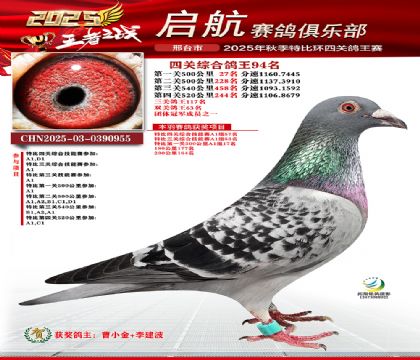 啟航四關(guān)鴿王94名