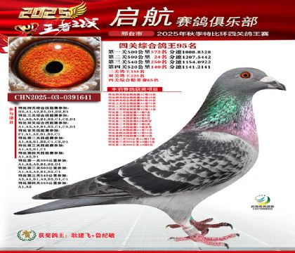啟航四關(guān)鴿王95名
