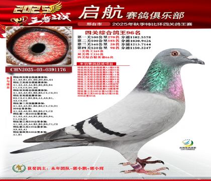 啟航四關(guān)鴿王96名