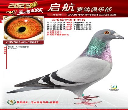 啟航四關(guān)鴿王97名