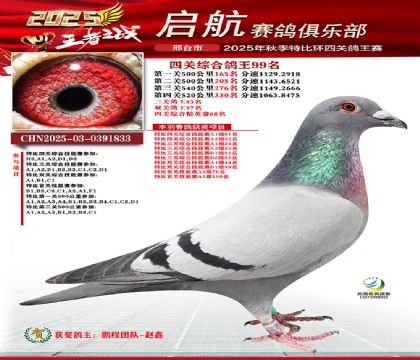 啟航四關(guān)鴿王99名