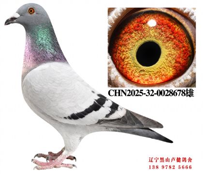 2.总教头宇航27名X名轩四关鸽王冠军