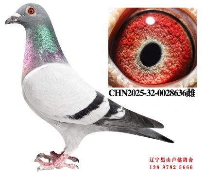 6.总教头金母618直子X彼得曼德斯