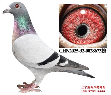 8.总教头58名直子X名轩三关鸽王冠军