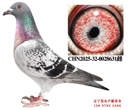 13.鲁迪直孙X开创鸽王