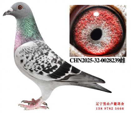 14.总教头直孙X津福季军直女