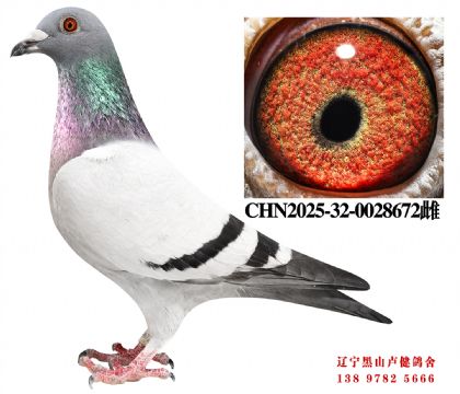 16.总教头十二万直子X总教头58名直女