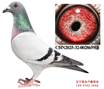 17.奶酪201X总教头奔驰小姐直女