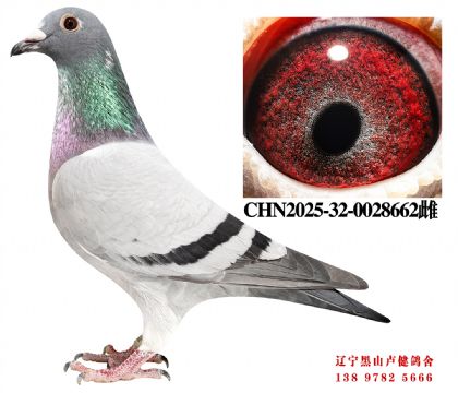 18.总教头兴顺达冠军直子X总教头建业45名