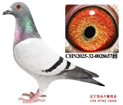 19.总教头十二万直子X总教头兴顺达冠军平辈