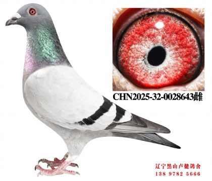 20.开尔85名X总教头近亲