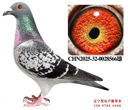 23.鲁迪直孙X开创鸽王