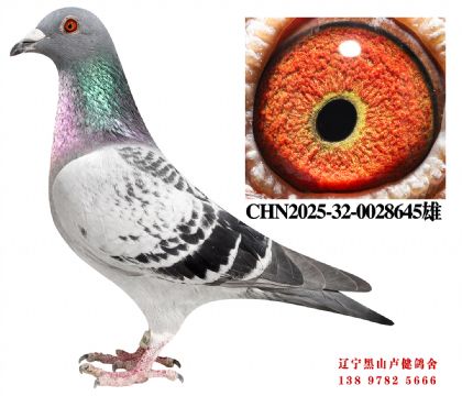 25.奶酪宇航300亚军X奶酪畅翔5名