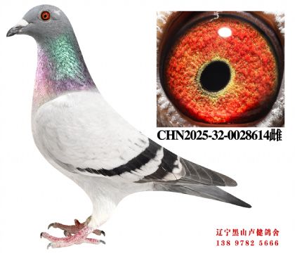 52.总教头奔驰小姐直子X冠军336号