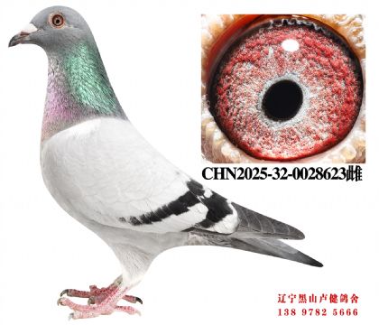 54.总教头奔驰小姐直孙X总教头58名直女