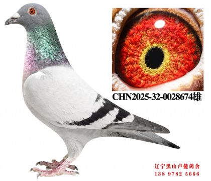 57.总教头58名直子X名轩三关鸽王冠军