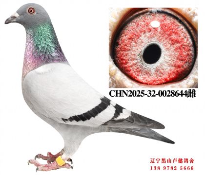 58.开尔85名X总教头近亲