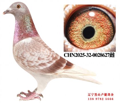 60.总教头红冠军直女