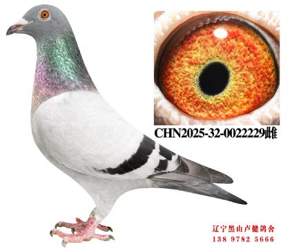 63.越翔季军X总教头金母618直女建业45名