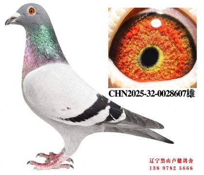 66.总教头58名直子X名轩三关鸽王冠军