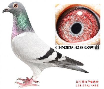 67.总教头十二直子X总教头冠军平辈