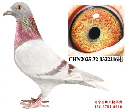 69.总教头十二万直子X总教头冠军平辈