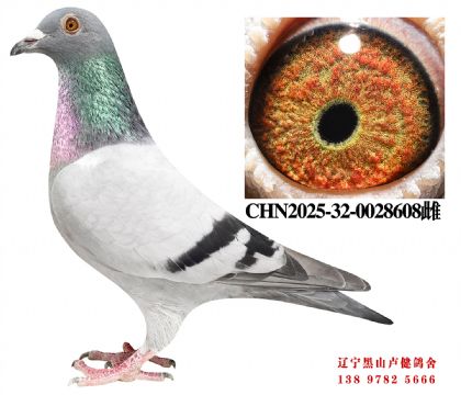 72.总教头58名直子X名轩三关鸽王冠军