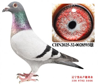 73.总教头四关冠军X四冠王