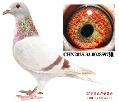 75.总教头金母618直子X总教头四冠王直女