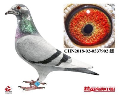 Ӣ˹178ֱOŮѪy(tng)ҁGʧ