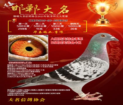 四關(guān)鴿王A組季軍