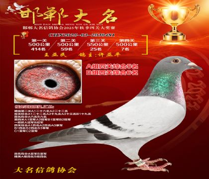 四關(guān)鴿王A組5名