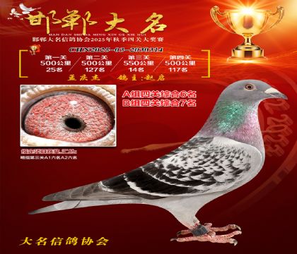 四關(guān)鴿王A組6名