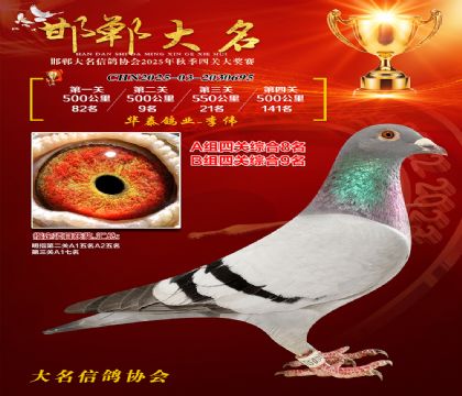 四關(guān)鴿王A組8名