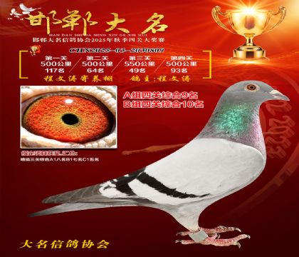 四關(guān)鴿王A組9名