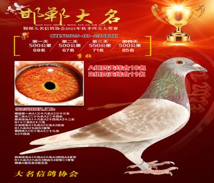 四關(guān)鴿王A組10名