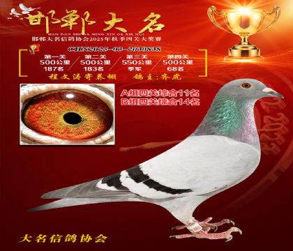 四關(guān)鴿王A組11名