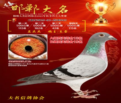 四關(guān)鴿王A組13名