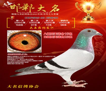 四關(guān)鴿王A組15名