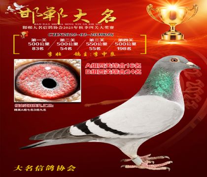 四關(guān)鴿王A組16名