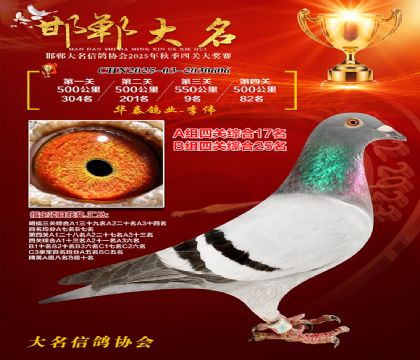 四關(guān)鴿王A組17名